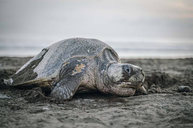 Olive Ridley Sea Turtle arriving during an arribada at Ostional Wildlife Refuge near Nosara